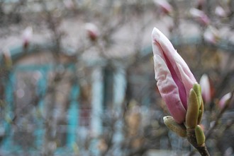 Tulpen-Magnolien-Blüte - DIE HACKESCHEN HÖFE Berlin wilhelminischer Eklektizismus, Die Hackeschen Höfe, Sophienstraße, Hackescher Markt, Berlin Mitte, Scheunenviertel, Denkmalschutz, Architektur, 