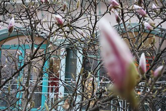 Tulpen-Magnolien-Strauch - DIE HACKESCHEN HÖFE Berlin Jugendstiel, Sehenswürdigkeiten, wilhelminischer Eklektizismus, Hackesche Höfe, Rosenthaler Straße, Tourismus, Sophienhof, Hackescher Markt, A