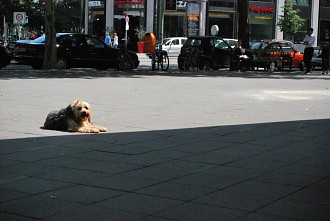 Hund auf dem Joachimstaler Platz. Kurfürstendamm (Ku'damm) Berliner City-West, Kudamm, Grunewald, Bahnhof Zoo, Zoologischer Garten, Charlottenburg-Wilmersdorf, Charlottenburg, Kranzlereck, Kurfürste